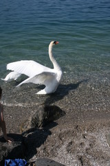 Cygne ailes ouvertes Lac L&eacute;man