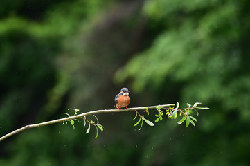 A common Indian kingfisher bird