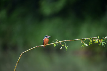 A common Indian kingfisher bird