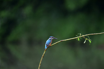 A common Indian kingfisher bird