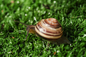 vineyard snail in the garden