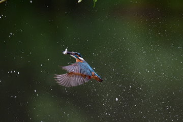 A common Indian kingfisher bird