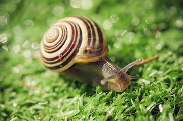 vineyard snail in the garden