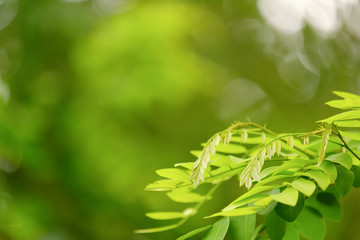 Choose the focus point on the leaf,The leaves are fresh green with copy space.
