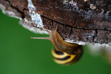 vineyard snail in the garden