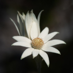 Obraz premium The flannel flower, (Actinotus helianthi ) is a common species of flowering plant native to the bushland around Sydney, New South Wales, Australia.