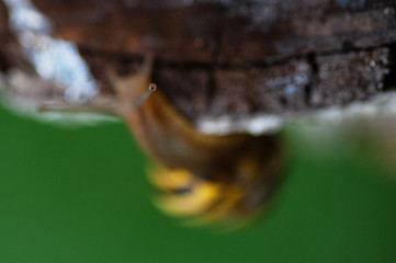 vineyard snail in the garden