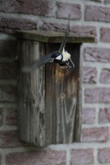Great tit flies out of the bird cage. Is moving.