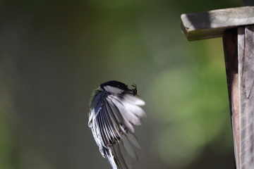 Great tit flies to the bird cage with an insect in its mouth. Moving wings.