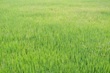 Rice is growth in the rice paddies.Bright green grass.The seedlings of rice are light green.
