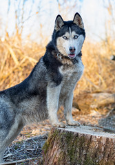 siberian husky stand