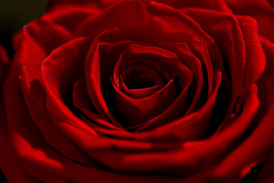 .Macro macro close up shot of a red rose with shadows and highlights