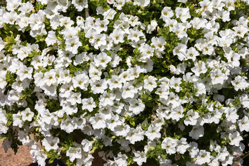 Many white flowers of Petunia in the park, background