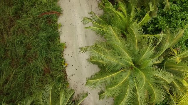 beautiful girl rides a bike around the island under palm trees, Maldives,  thoddoo island.