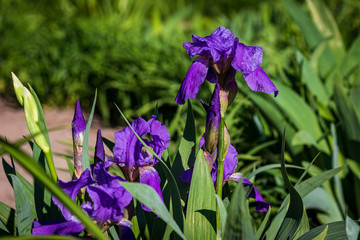Bright dark purple delightful flowers on a stalk grow in the open ground among green bushes.Spring park.Close-up.