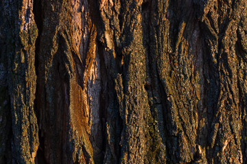 Texture shot of brown old tree bark, filling the frame