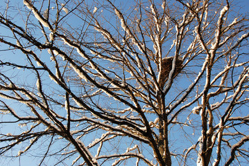 Tree branches with bird's nest against blue sky background, snow on the branches.