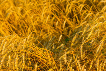 Wheat field