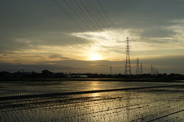 水田の夕景
