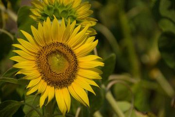太陽に向くひまわり