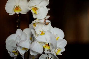 Golden wedding rings hanging on white orchid