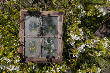 yellow dandelion field holds a window frame