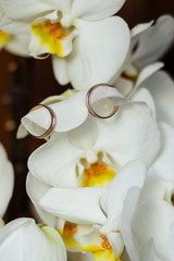 Golden wedding rings hanging on white orchid