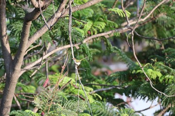 Fototapeta premium Yellow-vented Sunbird
