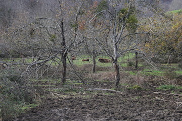 Obraz premium Bosque