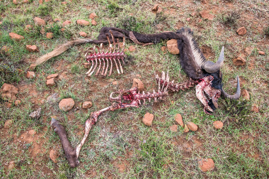 Black wildebeest killed and predated upon by lions