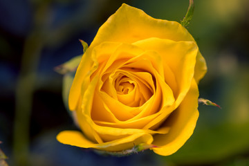 Fototapeta premium Yellow rose