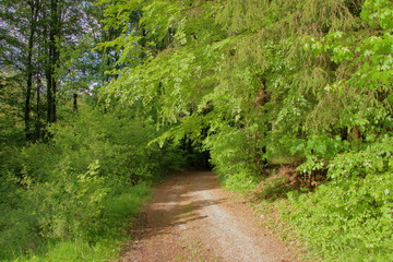 Obraz premium wunderschöner Waldweg im Frühling mit frischem grün