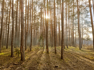 Sun rays shine through the forest