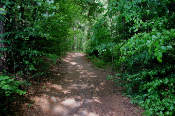 Fototapeta na wymiar wunderschöner Waldweg im Frühling mit frischem grün