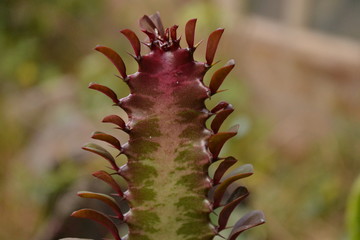 Cactu growing in my backyard