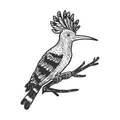 Eurasian hoopoe bird sketch engraving vector illustration. T-shirt apparel print design. Scratch board imitation. Black and white hand drawn image.