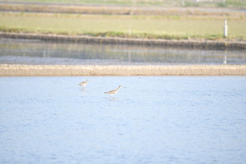 チュウシャクシギ
