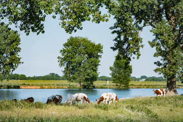 Obraz premium Dutch river Maas landscape with cows