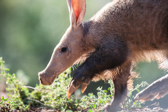 Aardvark feeding during the late afternoon in winter