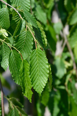 Weeping hornbeam