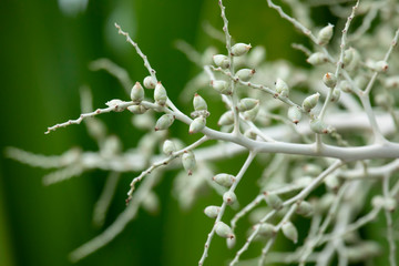 The ripe palm fruit is green, yellow, orange and red.