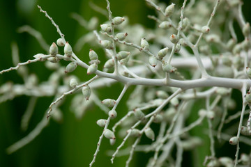 The ripe palm fruit is green, yellow, orange and red.