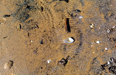 Texture of sea sand surface after low tide for background, top view. Wet sand on the beach after low tide, with shells, stones and sticks.