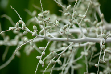The ripe palm fruit is green, yellow, orange and red.