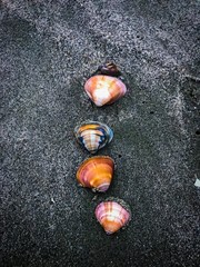 Obraz premium colorful shells on the beach