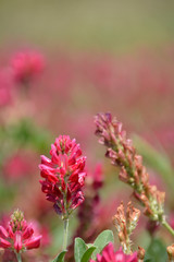 Kleewiese auf Sizilien