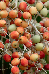 The ripe palm fruit is green, yellow, orange and red.