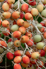 The ripe palm fruit is green, yellow, orange and red.