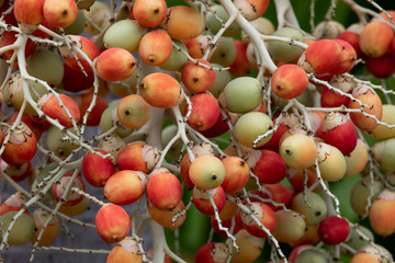 The ripe palm fruit is green, yellow, orange and red.