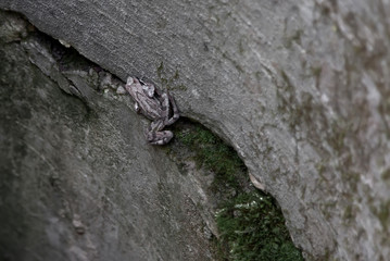 A frog sits on the wall of an old well